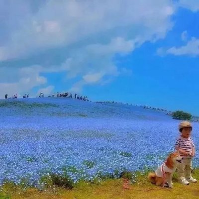 花海唯美摄影欣赏