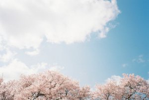 晚安心语：心似莲开，清风自来