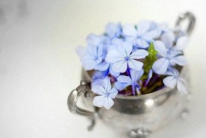 晚安心语：芬芳过往，岁月静好