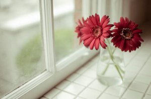 早安心语：守候一份悠然静美，让思念如花芬芳