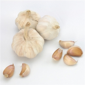 大蒜可以治咳嗽吗 大蒜对止咳有强效