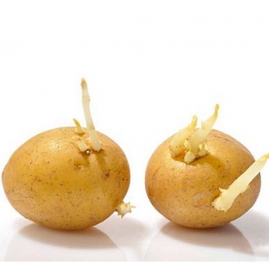 土豆中毒如何解毒 吃土豆中毒切莫忽视