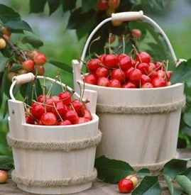 樱桃的保存方法 “早春第一果”这么保存才新鲜