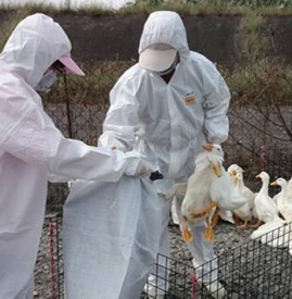 禽流感的潜伏期是多久 禽流感切要早发现早治疗
