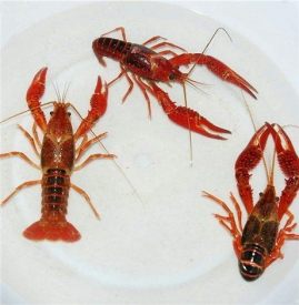 小龙虾孕妇可以吃吗 建议孕妇少吃小龙虾