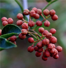 花椒孕妇可以吃吗 孕妇可以少量吃花椒