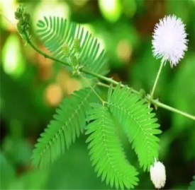 有毒的植物有哪些 3岁小孩贪玩吃了它口吐白沫