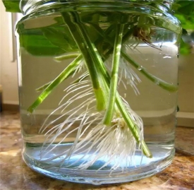 蔬菜的种植方法 常见蔬菜种植方法和步骤