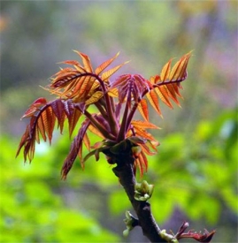 香椿芽的保存方法 香椿芽竟然可以保存这么长时间