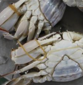 大闸蟹可以冷冻吗 大闸蟹能冷冻吗