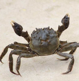 螃蟹为什么横着走 螃蟹横着走路的原因是