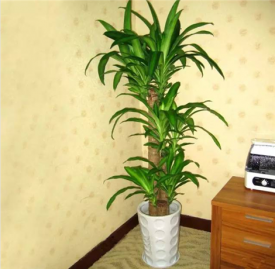 居家适合养什么植物 十九种植物居家装饰