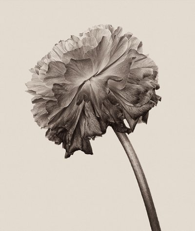 Bettina Güber摄影作品：花