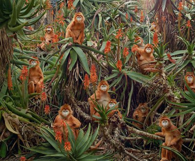 Simen Johan摄影作品：Until the Kingdom Comes