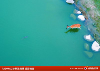 新浪微博 近期精选(101413)