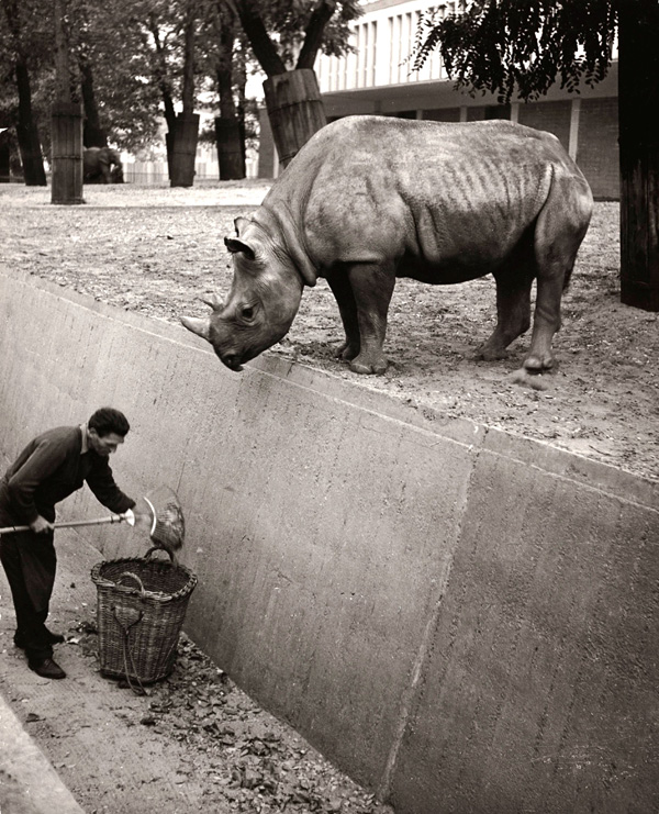Friedrich Seidenstücker摄影作品：动物园