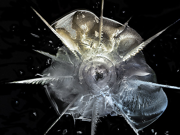Deborah Bay摄影作品：Big Bang