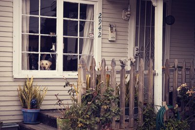 Rachel Bellinsky摄影作品：看向窗外的宠物们