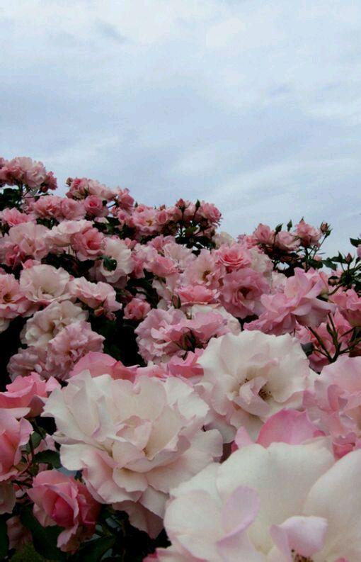那片花海