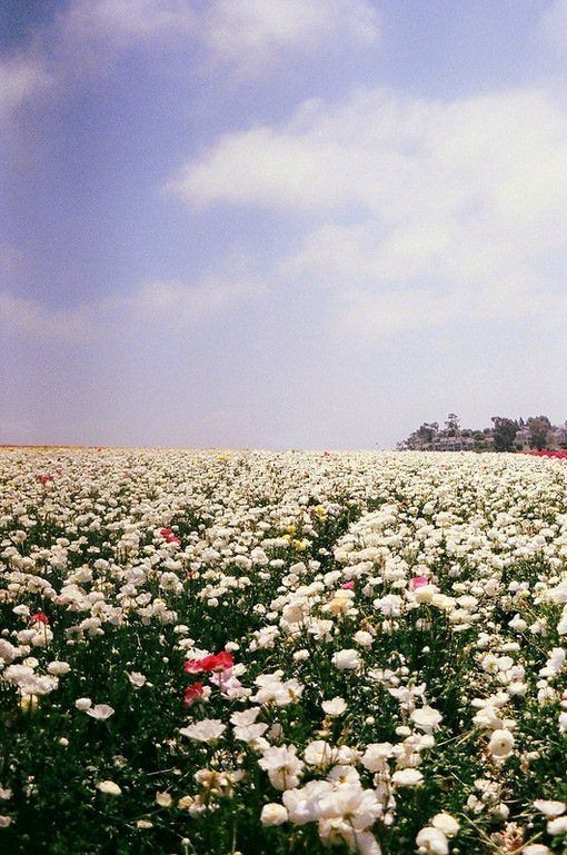 那片花海
