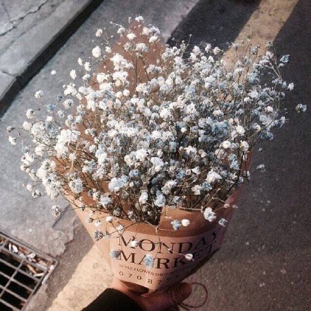 那些美丽的花儿