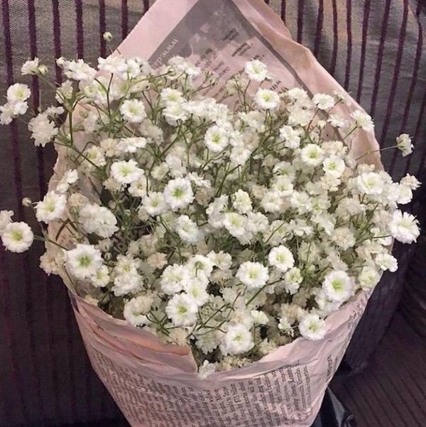 那些美丽的花儿