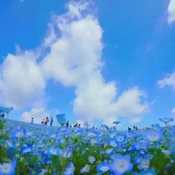 花海唯美摄影欣赏
