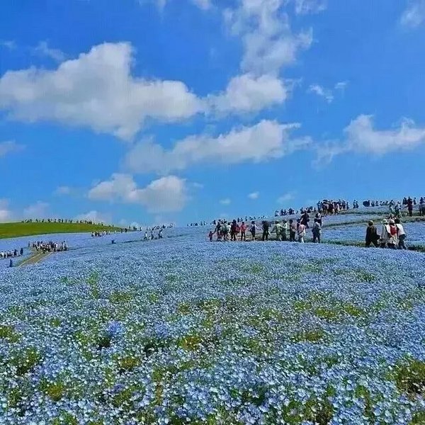 花海唯美摄影欣赏