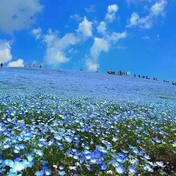 花海唯美摄影欣赏