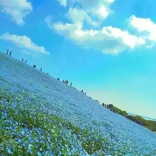 花海唯美摄影欣赏