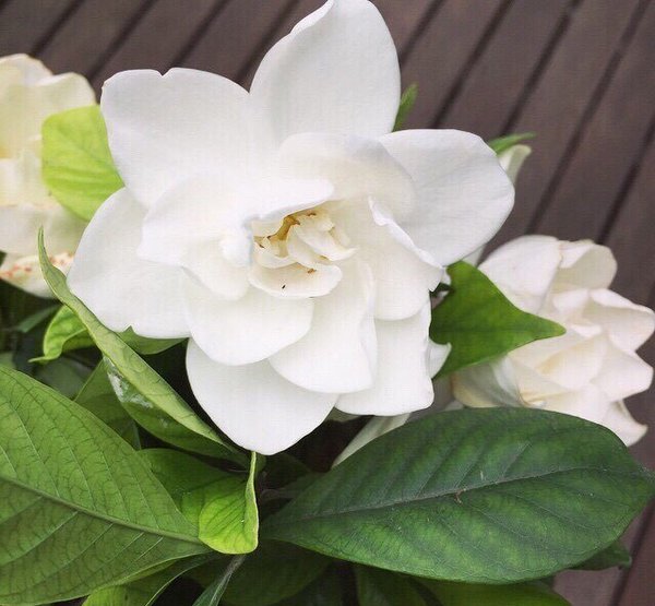 最爱栀子花开