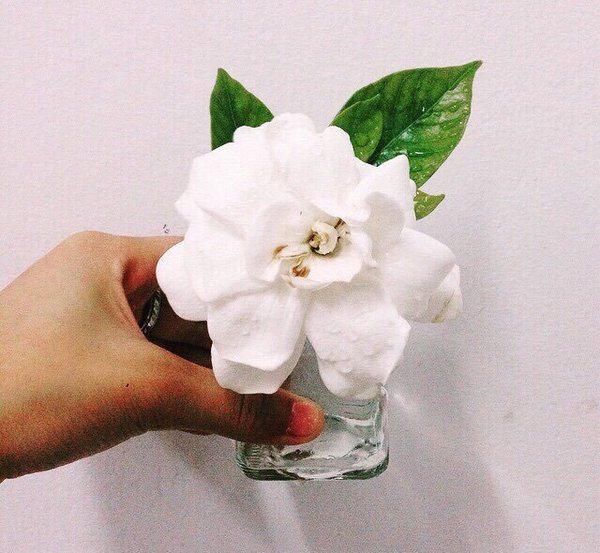最爱栀子花开