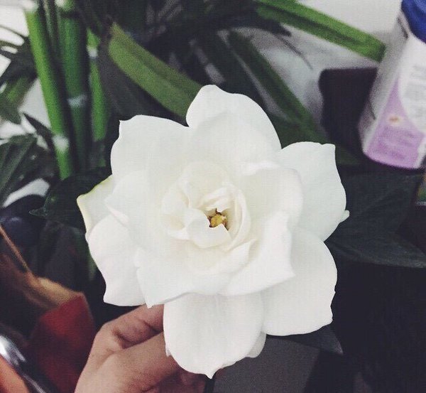 最爱栀子花开