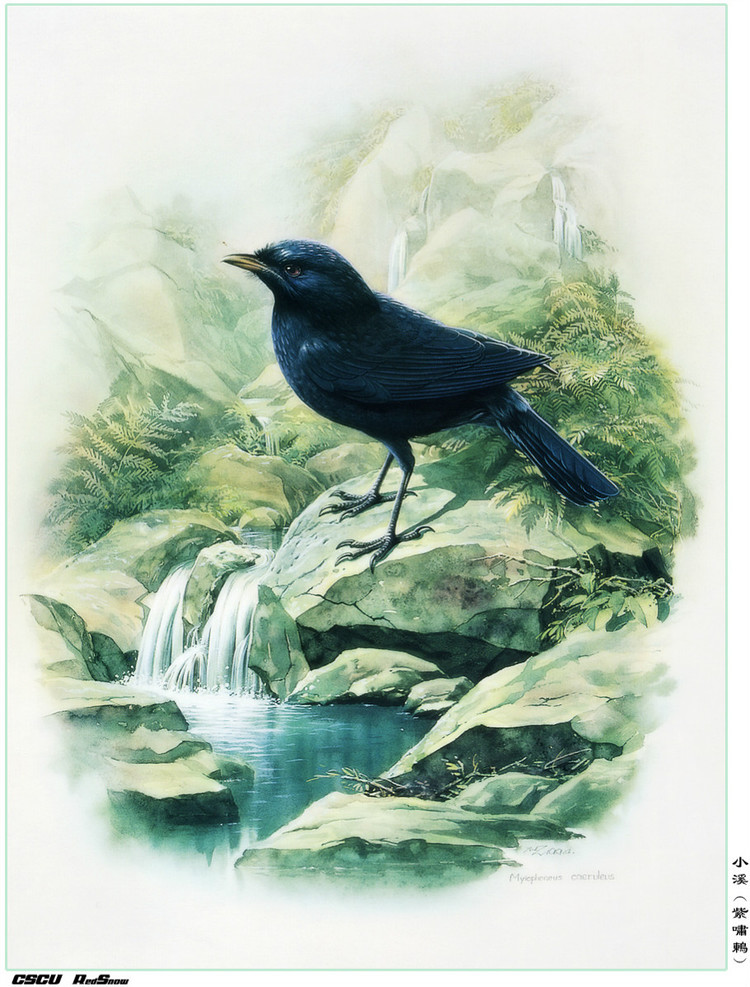 曾孝濂百鸟工笔画