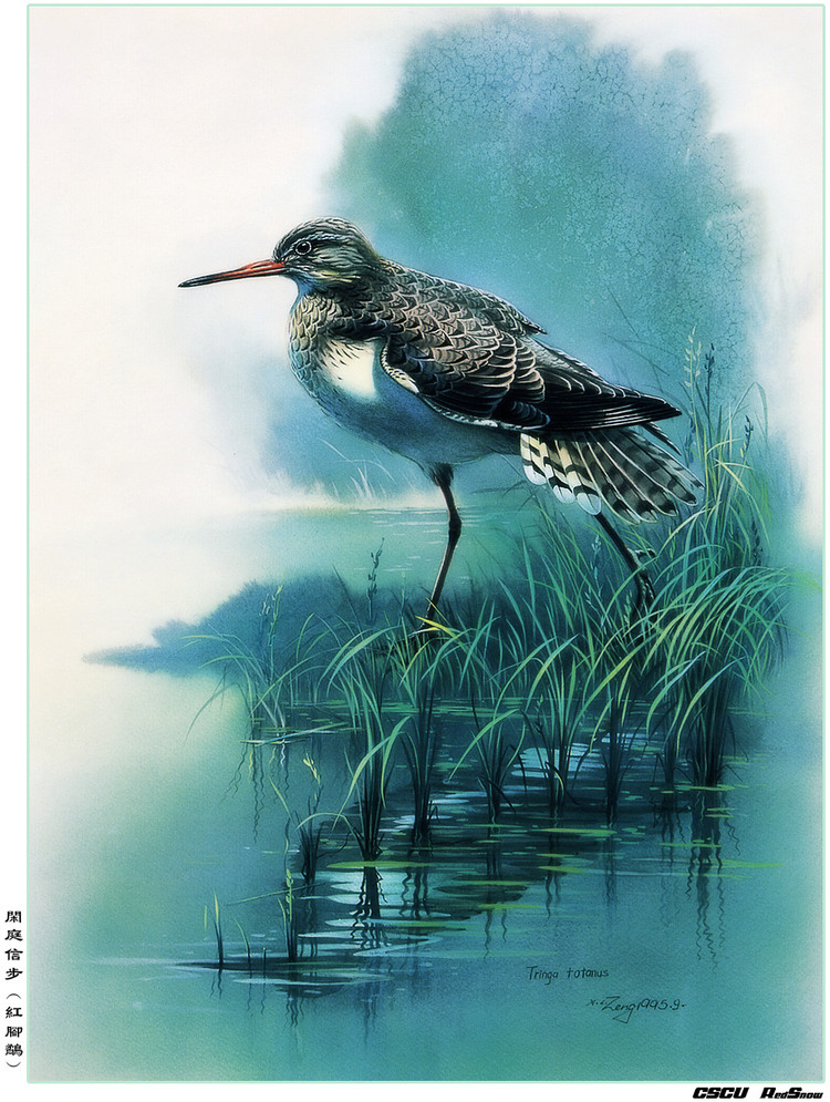 曾孝濂百鸟工笔画