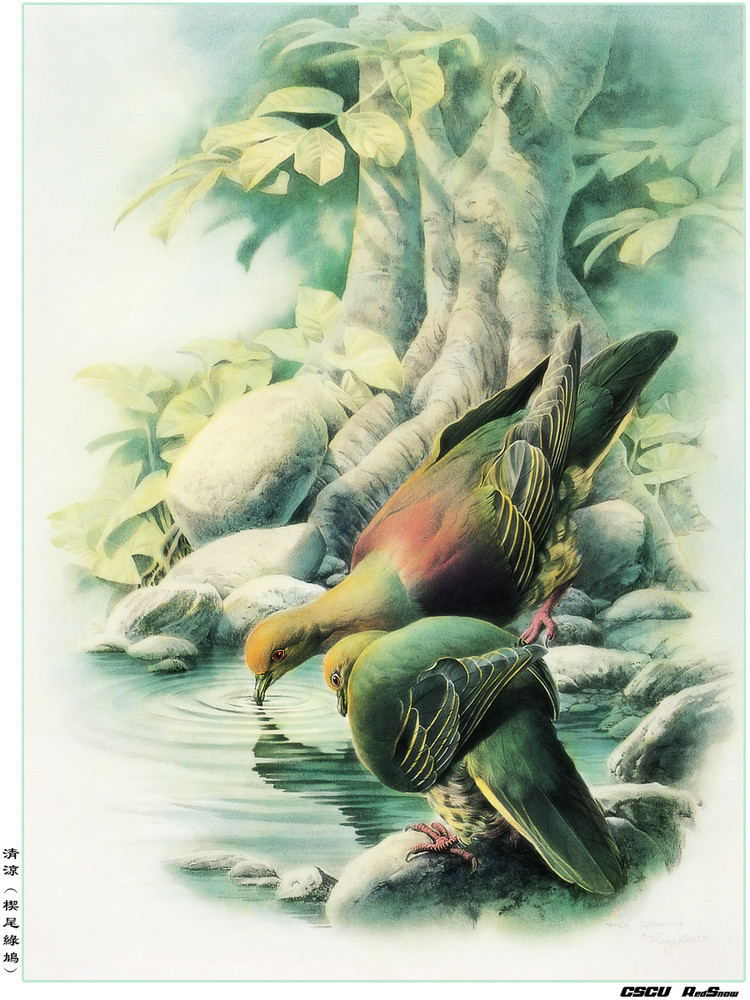 曾孝濂百鸟工笔画