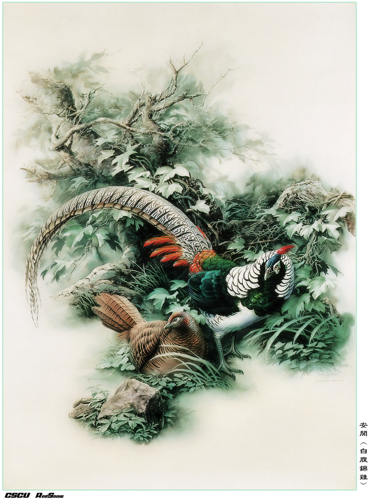 曾孝濂百鸟工笔画