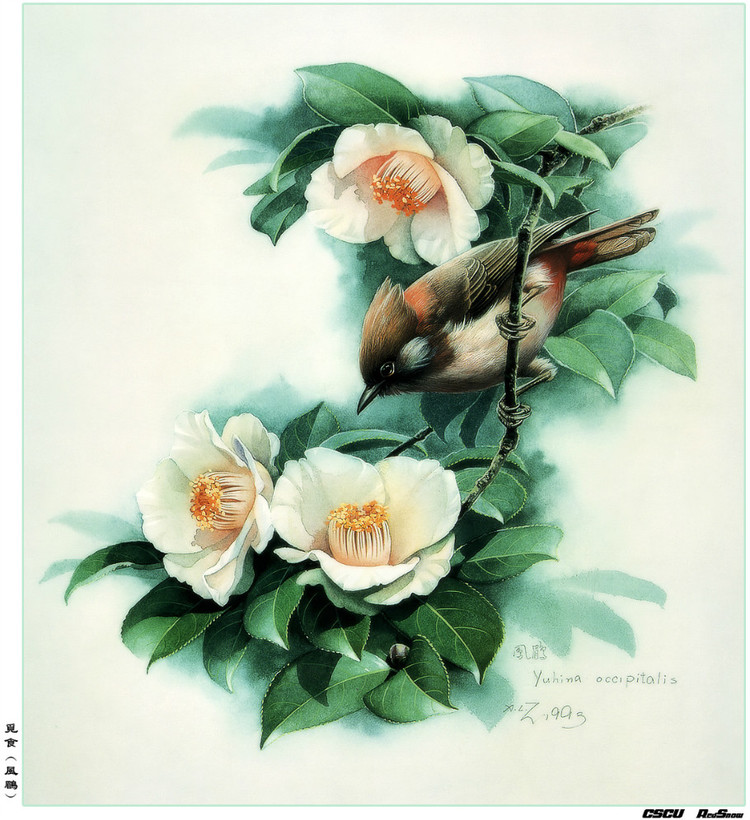 曾孝濂百鸟工笔画