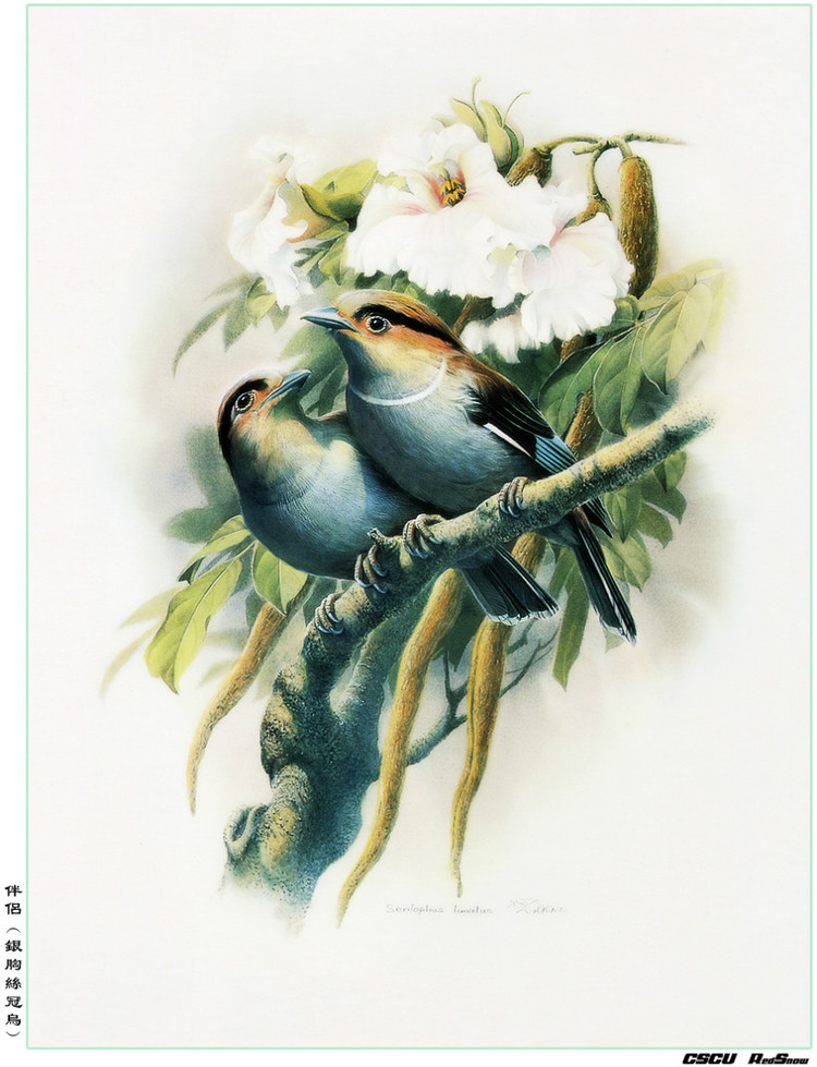 曾孝濂百鸟工笔画