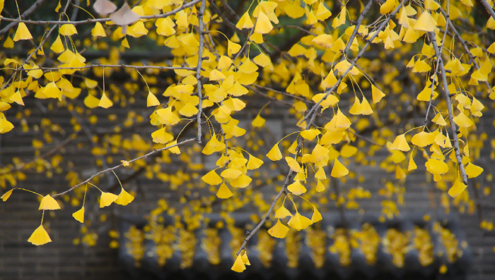 西安终南山古观音禅寺：刹那芳华