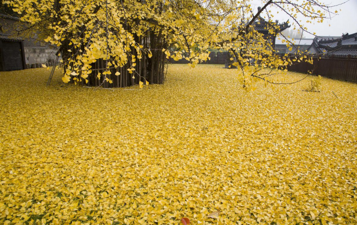 西安终南山古观音禅寺：刹那芳华