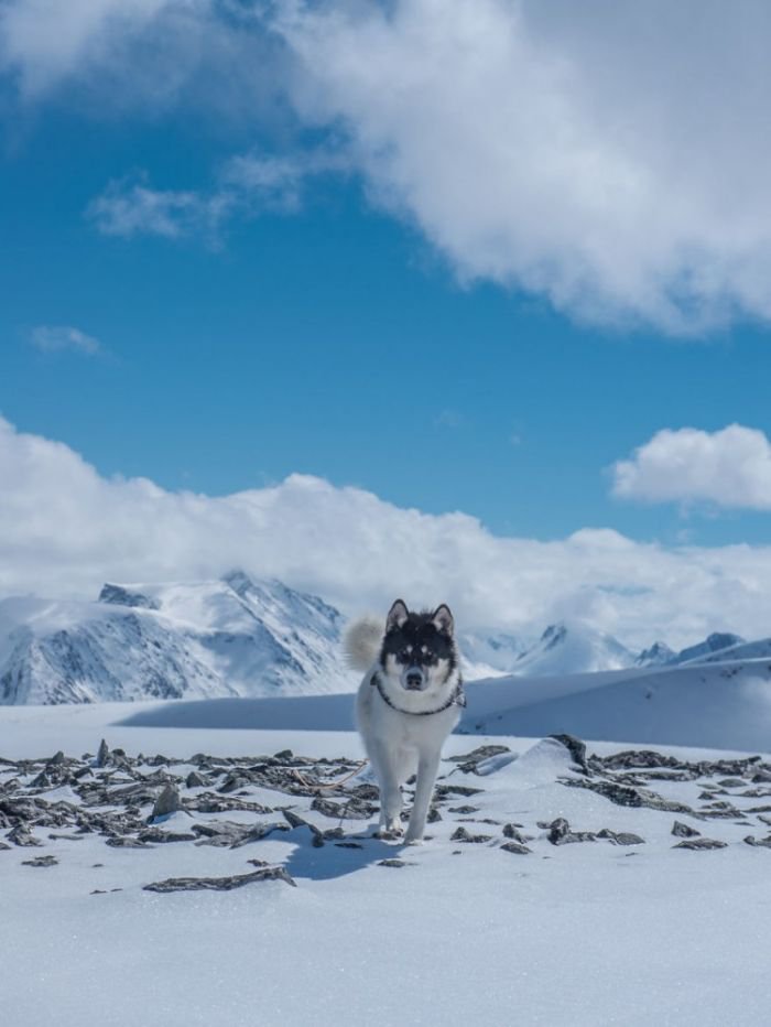 摄影师Henrik Vikse：带着心爱的哈士奇浪迹天涯