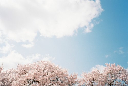 晚安心语：心似莲开，清风自来
