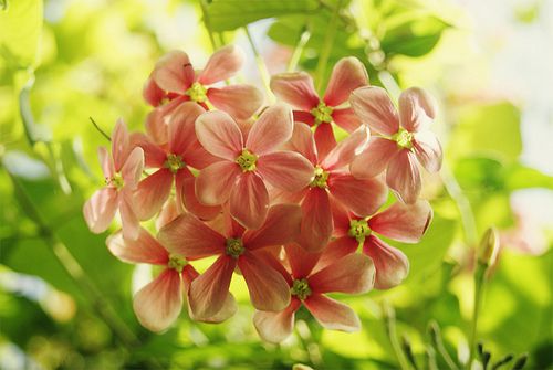 晚安心语：芬芳过往，岁月静好