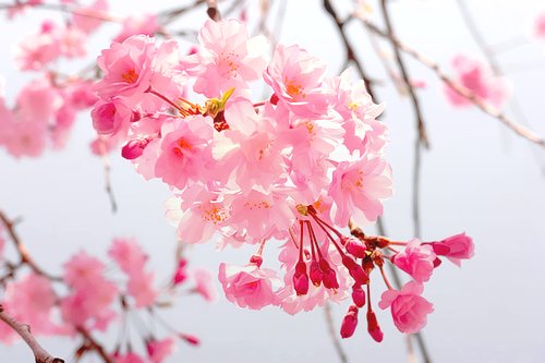 早安心语：心若向阳，何惧忧伤