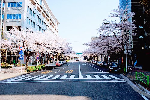 早安心语：心若向阳，何惧忧伤