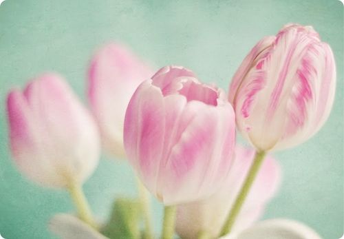 晚安心语：淡静若水，静默如花