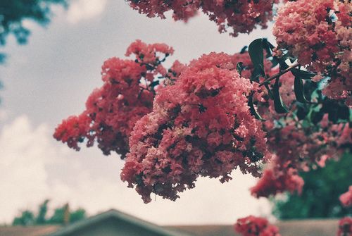 晚安心语：你若爱，生活哪里都可爱