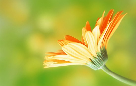 花粉过敏如何预防 春天外出不要“拈花惹草”