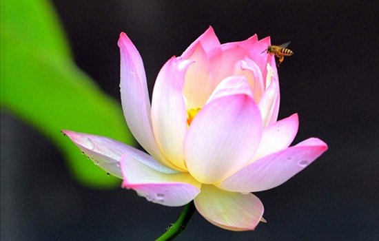 花粉过敏眼睛痒怎么办 支招解救花粉过敏的双眼